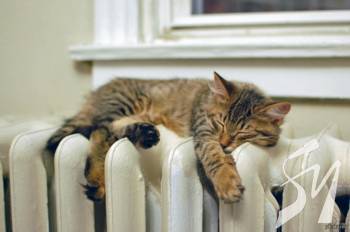 ������������ ����� � �������� ������������ ������, � ����